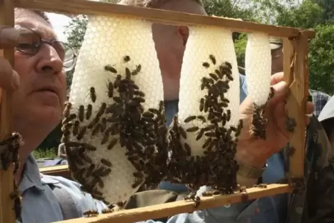 Die Teilnehmer eines Schnupperkurses kontrollieren eine Drohnenwabe. Was die fleißigen Bienchen so produzieren und wie sie gehal