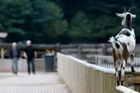 Weit über die Kreisgrenzen hinaus ist der Wild- und Wanderpark von Bedeutung.  Foto: Iversen