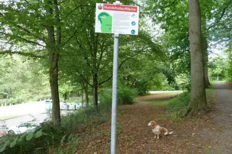 Die Stadt hat bereits zwei Freilaufflächen für Hunde ausgewiesen. Foto: Kadel-Magin
