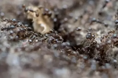 Beseitigt ist die Ameisenplage in einem Teil von Bobenheim noc h nicht. Doch das Mittel des Schweizer Chemieunternehmens Syngent