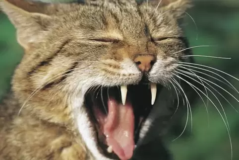 Wildkatzen sind im Pfälzerwald verbreitet. Ihre Population soll besser geschützt und weiter untersucht werden.