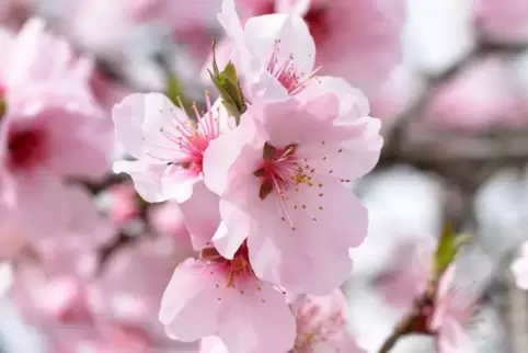 Mandelblüte.