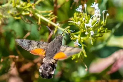 Wir öfter mit einem Kolibri verwechselt: das Taubenschwänzchen.