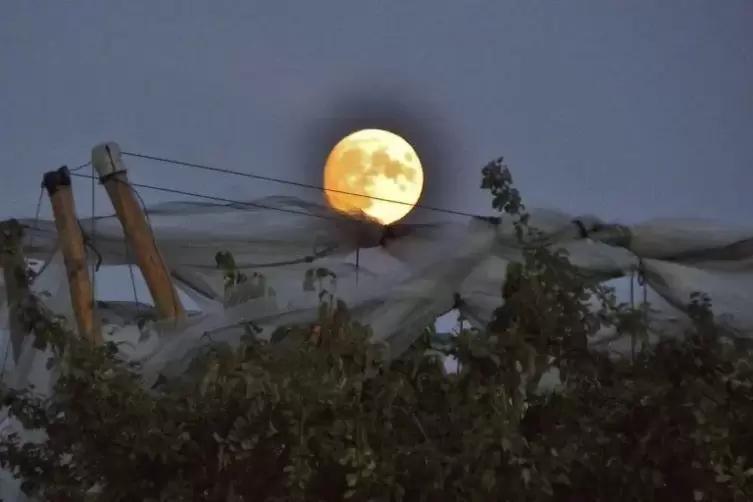 Der Mond über Gönnheim.