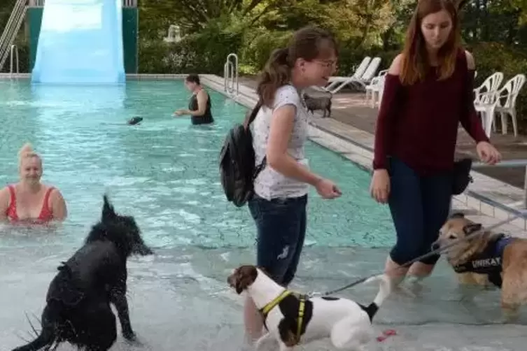 Viel Spaß hatten Zwei- und Vierbeiner beim Hundeschwimmen im Haßlocher Badepark.