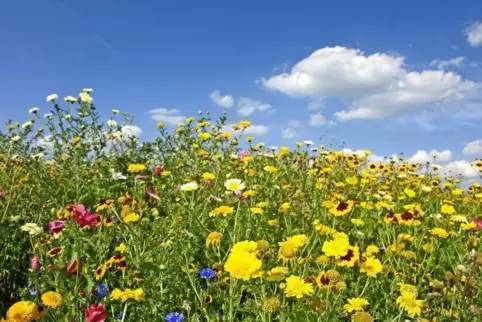 Insektenfreundlich und artenreich: In Carlsberg sollen weitere Eh-da-Flächen aufgewertet werden.