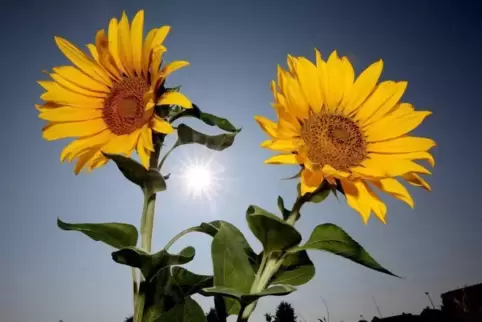Am Wochenende gibt es viel Sonnenschein. 