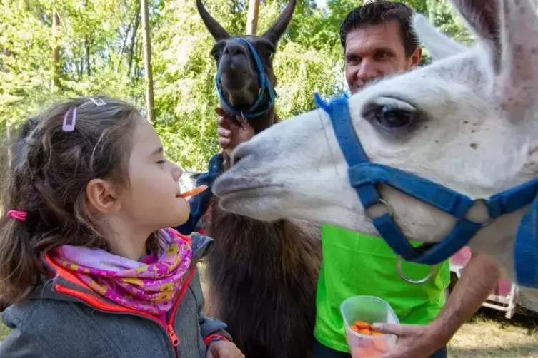 Auf Schmusekurs: Ziemlich nah lässt Besucherin Sophie zwei Lamas der Familie Klotz an sich heran.