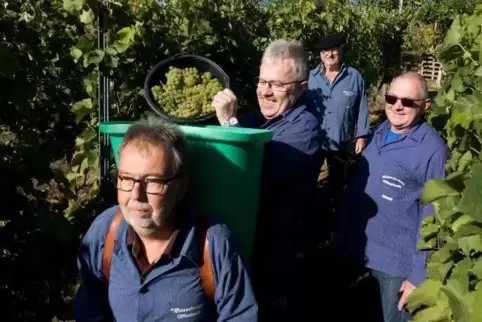 Weinlese in der Offenbach-Hundheimer Lage „Klostergarten“ (von links): Lothar Gerhauser, Erhard Rheinheimer, Hugo Grill und Klau