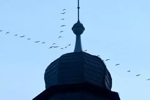 Kraniche, letztes Jahr fotografiert über dem Kirchheimbolander Vorstadtturm.
