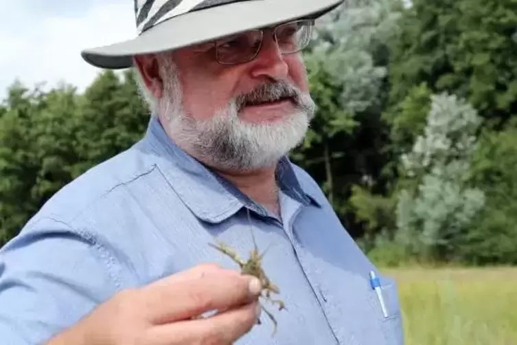 Biologieprofessor Andreas Martens von der P&auml;dagogischen Hochschule Karlsruhe mit einem Kalikokrebs.