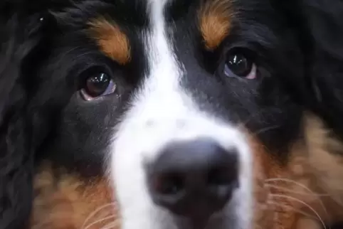 Die Frau hatte gerade mit ihrem Berner Sennenhund „Sitz“ geübt.