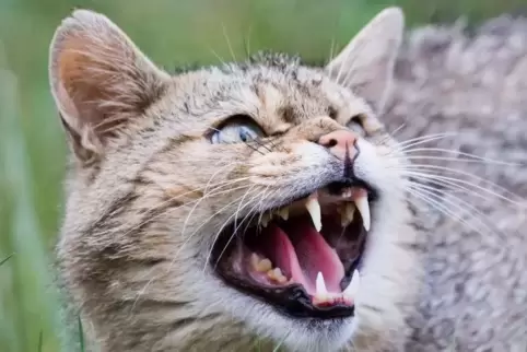 Wildkatzen mit Nachwuchs meiden Windräder in der Regel.
