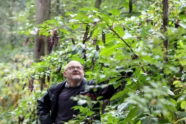 F&ouml;rster Johannes Becker inmitten wuchernder Kermesbeeren.