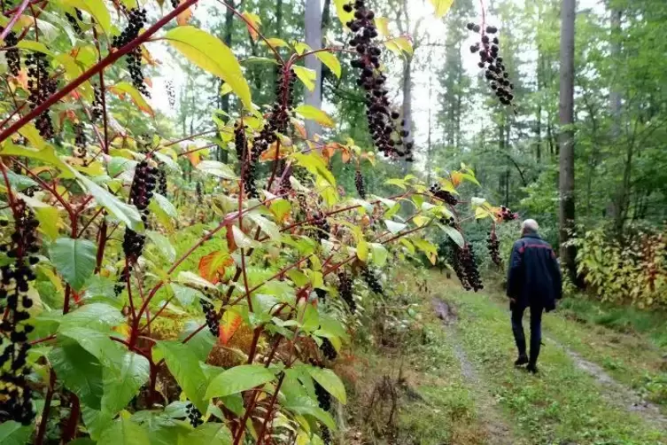 Kermesbeeren am Wegesrand im Bienwald bei W&ouml;rth.