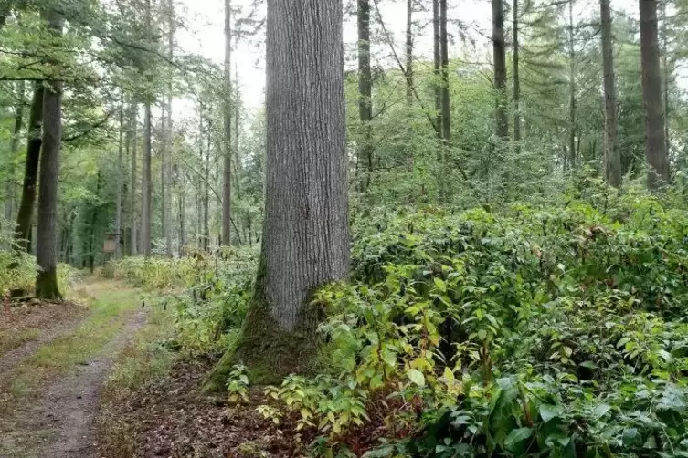 Ob die giftigen Wurzeln der Kermesbeeren Auswirkungen auf gro&szlig;e B&auml;ume haben, ist eines der ungel&ouml;sten R&auml;tsel.