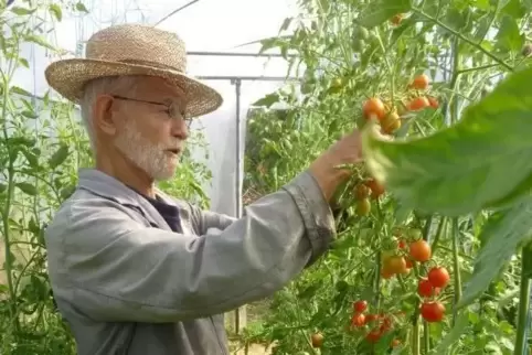 Bis zu 50 verschiedene Tomatensorten gedeihen in den Gewächshäusern des Herschbergers Heiner Müller.