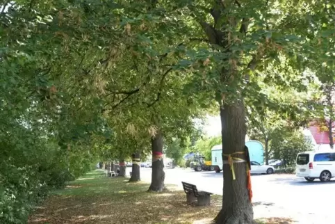 Die Linden am Jahnplatz.