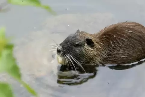 Nutrias können sich aufgrund der milden Winter in der Rheinebene immer weiter vermehren.