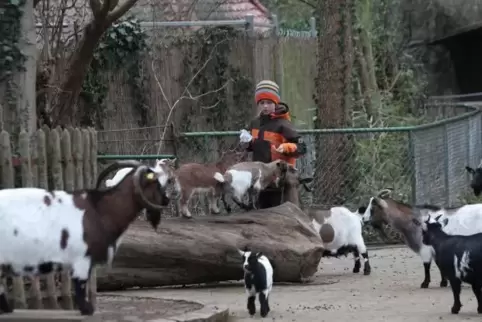 Der Streichelzoo im Landauer Zoo ist bei Kindern sehr beliebt. 