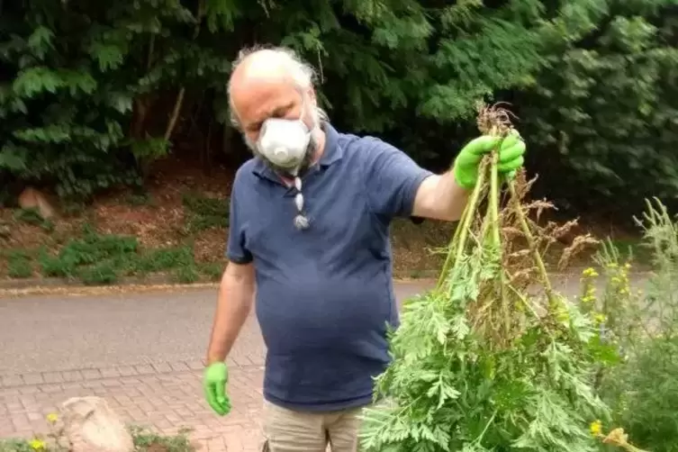 Mit Mundschutz und Handschuhen macht Peter Pukowski dem Allergiekraut den Garaus.