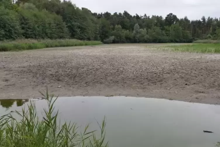 Mehr Pf&uuml;tze als See: Vom Schifferstadter Mittellacheweiher ist nicht mehr viel &uuml;brig.