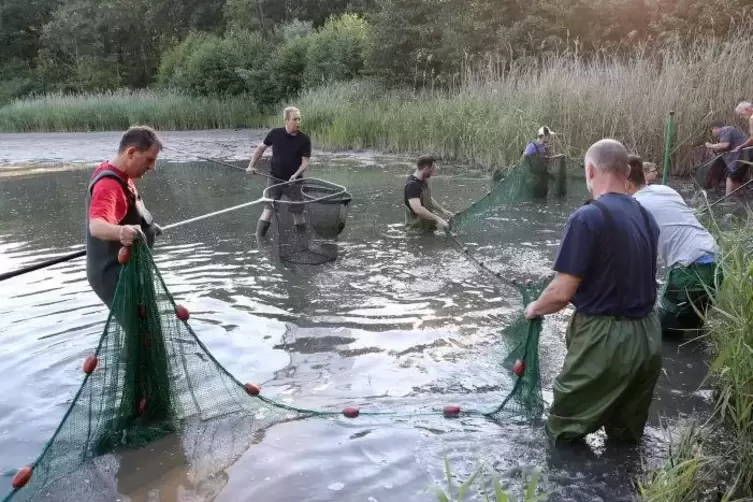 Die Luft fehlte: Die Angler haben im Juli Fische gefangen und in den Bahnweiher umgesetzt.