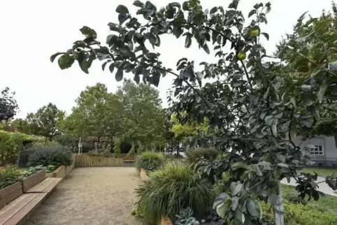 Der Nutzgarten, den Globus-Mitarbeiter im Zentrum von Bobenheim-Roxheim angelegt haben, gedeiht prächtig.