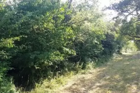 Eines der acht Grundstücke liegt zwischen Schweighofen und Haftelhof.