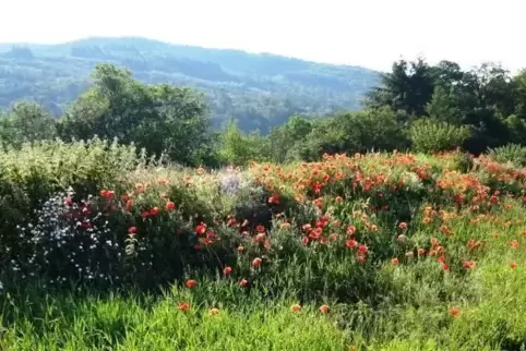 Diese Mohnblumenwiese wuchs in der Gemarkung Schweisweiler.