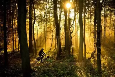 Ein Radtour durch den herbstlichen Wald – das Wetter am Wochenende machts möglich.