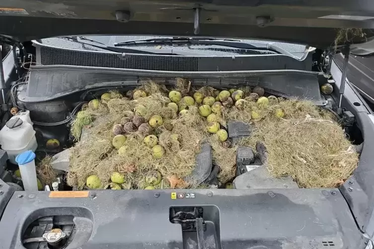 Unter der Motorhaube des Autos von Familie Persic hatten Eichhörnchen mehr als 200 Walnüsse samt Gras gehortet.