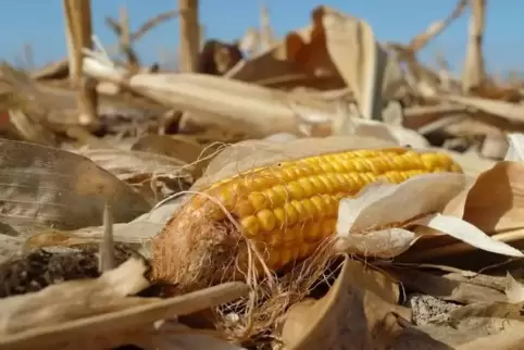 Der Standort war in diesem trockenen Hitzesommer entscheidend über Wohl und Wehe des Maisertrags. Hier ein abgeerntetes Feld auf