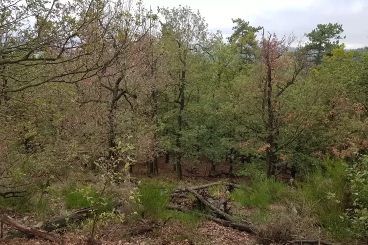 20191007_171828.JPG