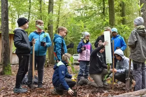 Indem sie Esskastanien pflanzten, taten die Kinder etwas für die Zukunft des Waldes.
