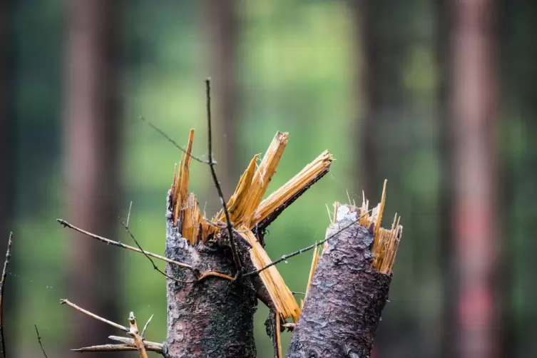 soon_sturm_5f9e9000773c79a4.JPG