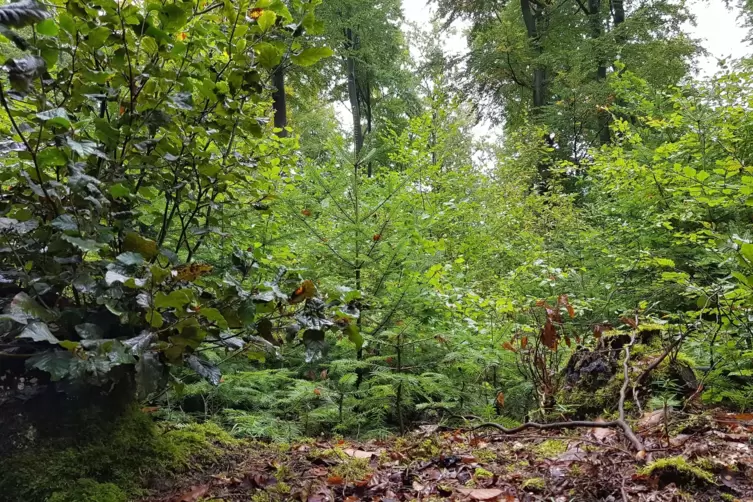 20191007_122149-01.JPG