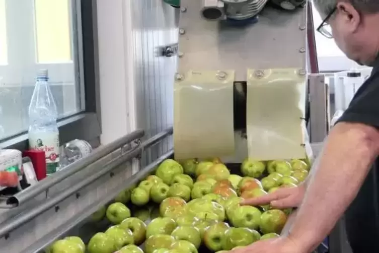 Sichtkontrolle am F&ouml;rderband: Ungeeignete Fr&uuml;chte werden hier aussortiert.