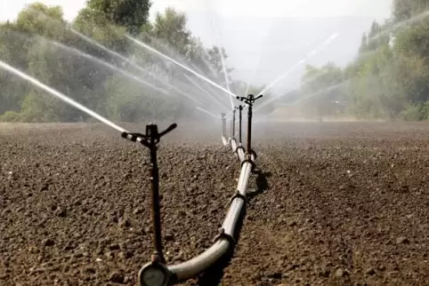 Das Wasser für die Feldberegnung in der Südpfalz soll künftig vom Rhein kommen. Dafür sind eine Leitung und ein Wasserturm gepla