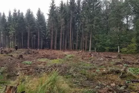 Bis vor einem halben Jahr standen hier noch hohe Fichten: Nach Sturm Eberhard und dem Borkenkäfer ist eine große Kahlfläche übri
