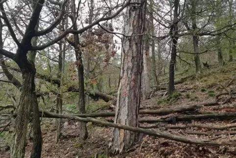 Statt bunter Herbstblätter prägen im Revier Dannenfels abgestorbene Bäume das Bild. Laut Forstamt Donnersberg gibt es auf einer 