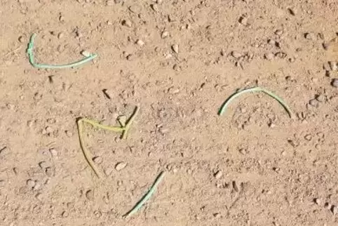 So sehen die bunten Schnipsel von Plastikschnüren aus, mit denen Reben angebunden werden.