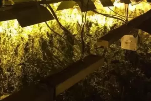 Die Pflänzchen wurden umsorgt - hier ein Blick auf eine der Indoor-Anlagen. 