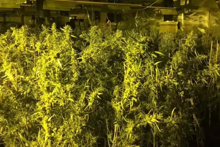 Gras_Plantage_2_2019_10_22_POLIZEI.jpg