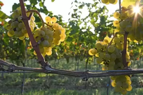 Wein im Wert von fast 80 Millionen Euro wurden im vergangenen Jahr aus Deutschland in die USA exportiert.