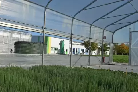 Bei Enza Zaden dreht sich alles rund ums Saatgut.