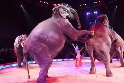 Kunststücke von Elefanten wie hier im Circus Krone werden in Karlsruhe künftig nicht mehr zu sehen sein.