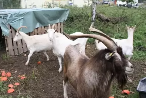 Martin mit seinen Gefährtinnen Lea, Maja und Daisy.