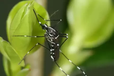 Gelten als aggressiv und stechen auch tagsüber: asiatische Tigermücken.