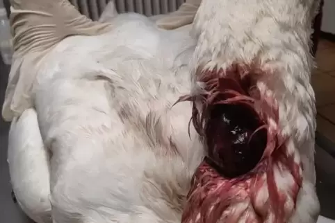 Der verletzte Schwan beim Tierarzt: Die pulsierende offene Wunde sei die Hauptschlagader, meint Sarah Tretter.